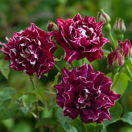 Rosa Roger Lambelin - rosso - bianco - rose ibridi perenni